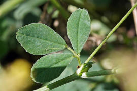 Medicago lupulina / Hopfen-Luzerne / Hopfen-Schneckenklee / Fabaceae / Schmetterlingsbltengewchse