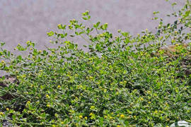 Medicago lupulina / Hopfen-Luzerne / Hopfen-Schneckenklee / Fabaceae / Schmetterlingsbltengewchse