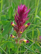 Melampyrum arvense / Acker-Wachtelweizen / Scrophulariaceae / Braunwurzgewchse