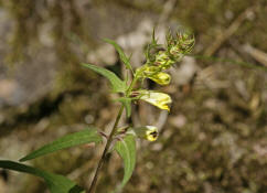 Melampyrum pratense / Wiesen-Wachtelweizen / Sommerwurzgewchse - Orobanchaceae / (vormals Scrophulariaceae / Braunwurzgewchse)