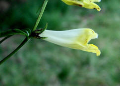 Melampyrum pratense ssp. commutatum? / Hellgelber Wiesen-Wachtelweizen? / Sommerwurzgewchse - Orobanchaceae / (vormals Scrophulariaceae / Braunwurzgewchse)