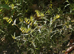 Melampyrum pratense / Wiesen-Wachtelweizen / Sommerwurzgewächse - Orobanchaceae / (vormals Scrophulariaceae / Braunwurzgewächse)