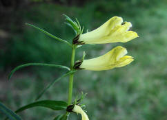 Melampyrum pratense ssp. commutatum? / Hellgelber Wiesen-Wachtelweizen? / Sommerwurzgewchse - Orobanchaceae / (vormals Scrophulariaceae / Braunwurzgewchse)