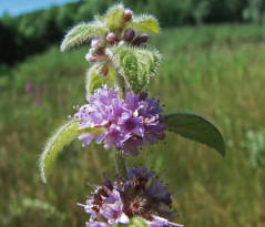 Mentha arvensis / Acker-Minze / Lamiaceae / Lippenbltengewchse