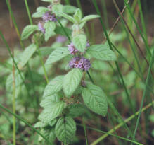 Mentha arvensis / Acker-Minze / Lamiaceae / Lippenblütengewächse