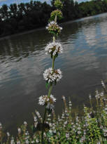 Mentha x smithiana / Rote Minze / Lamiaceae / Lippenbltengewchse