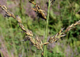 Molinia arundinacea / Rohr-Pfeifengras / Poaceae / Süßgräser