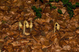 Monotropa hypopitys subsp. hypophegea / Buchenspargel / Familie: Heidekrautgewchse / Ericaceae / Unterfamilie: Fichtenspargelwchse / Monotropaceae