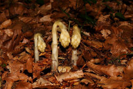 Monotropa hypopitys subsp. hypophegea / Buchenspargel / Familie: Heidekrautgewchse / Ericaceae / Unterfamilie: Fichtenspargelwchse / Monotropaceae