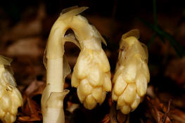 Monotropa hypopitys subsp. hypophegea / Buchenspargel / Familie: Heidekrautgewchse / Ericaceae / Unterfamilie: Fichtenspargelwchse / Monotropaceae