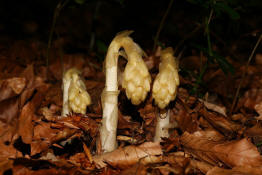 Monotropa hypopitys subsp. hypophegea / Buchenspargel / Familie: Heidekrautgewchse / Ericaceae / Unterfamilie: Fichtenspargelwchse / Monotropaceae