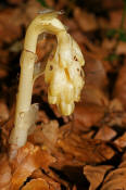 Monotropa hypopitys subsp. hypophegea / Buchenspargel / Familie: Heidekrautgewchse / Ericaceae / Unterfamilie: Fichtenspargelwchse / Monotropaceae