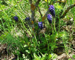 Muscari neglectum / Weinbergs-Traubenhyazinthe / Hyacinthaceae  / Hyazinthengewchse