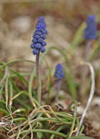 Muscari neglectum / Weinbergs-Traubenhyazinthe / Hyacinthaceae  / Hyazinthengewchse