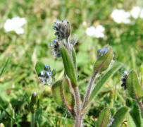 Myosotis ramosissima / Hgel-Vergissmeinnicht / Boraginaceae / Borretschgewchse