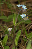 Myosotis sylvatica / Wald-Vergissmeinnicht / Boraginaceae / Raublattgewchse