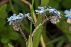 Myosotis sylvatica / Wald-Vergissmeinnicht / Boraginaceae / Raublattgewchse