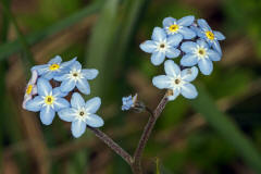 Myosotis sylvatica / Wald-Vergissmeinnicht / Boraginaceae / Raublattgewchse