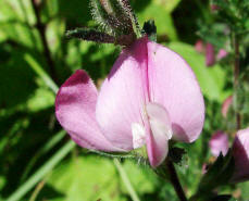 Ononis repens ssp. procurrens / Gewhnliche Kriechende Hauhechel / Fabaceae / Schmetterlingsbltengewchse