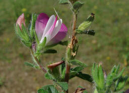 Ononis repens ssp. procurrens / Gewhnliche Kriechende Hauhechel / Fabaceae / Schmetterlingsbltengewchse