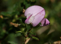 Ononis spinosa / Gewhnliche Dornige Hauhechel / Fabaceae / Schmetterlingsbltengewchse