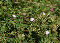 Ononis spinosa / Gewhnliche Dornige Hauhechel / Fabaceae / Schmetterlingsbltengewchse