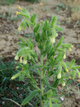 Onosma arenaria / Sand-Lotwurz / Boraginaceae / Raublattgewächse / Rote Liste 1!!! Vom Aussterben bedroht / § Streng geschützt nach Bundesartenschutzverordnung