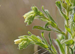 Onosma arenaria / Sand-Lotwurz / Boraginaceae / Raublattgewchse / Rote Liste 1!!! Vom Aussterben bedroht /  Streng geschtzt nach Bundesartenschutzverordnung