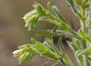 Onosma arenaria / Sand-Lotwurz / Boraginaceae / Raublattgewchse / Rote Liste 1!!! Vom Aussterben bedroht /  Streng geschtzt nach Bundesartenschutzverordnung