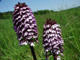 Orchis purpurea / Purpur-Knabenkraut