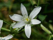 Ornithogalum umbellatum / Breitblttriger Dolden-Milchstern / Liliaceae / Liliengewchse