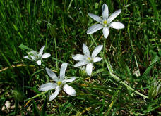 Ornithogalum umbellatum / Breitblttriger Dolden-Milchstern / Liliaceae / Liliengewchse