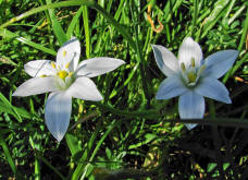 Ornithogalum umbellatum / Breitblttriger Dolden-Milchstern / Liliaceae / Liliengewchse