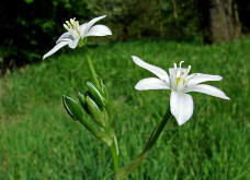 Ornithogalum umbellatum / Breitblttriger Dolden-Milchstern / Liliaceae / Liliengewchse