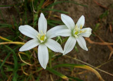 Ornithogalum umbellatum / Breitblttriger Dolden-Milchstern / Liliaceae / Liliengewchse