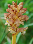 Orobanche alsatica (ssp. alsatica?) / Elssser Sommerwurz / Orobanchaceae / Sommerwurzgewchse