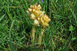 Orobanche caryophyllacea / Labkraut-Sommerwurz / Nelken-Sommerwurz / Orobanchaceae / Sommerwurzgewchse