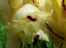 Orobanche caryophyllacea / Labkraut-Sommerwurz / Nelken-Sommerwurz / Orobanchaceae / Sommerwurzgewchse