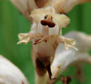 Orobanche caryophyllacea / Labkraut-Sommerwurz / Nelken-Sommerwurz / Orobanchaceae / Sommerwurzgewchse