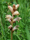 Orobanche caryophyllacea / Labkraut-Sommerwurz / Nelken-Sommerwurz / Orobanchaceae / Sommerwurzgewchse