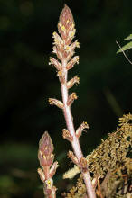 Orobanche hederae / Efeu-Sommerwurz / Orobanchaceae / Sommerwurzgewächse