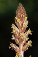 Orobanche hederae / Efeu-Sommerwurz / Orobanchaceae / Sommerwurzgewchse