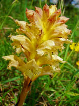 Orobanche lutea / Gelbe Sommerwurz / Sommerwurzgewchse (Orobanchaceae)