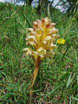 Orobanche lutea / Gelbe Sommerwurz / Sommerwurzgewchse (Orobanchaceae)