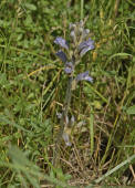 Orobanche purpurea / Violette Sommerwurz / Purpur-Sommerwurz / Orobanchaceae / Sommerwurzgewchse