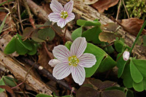 Oxalis acetosella / Wald-Sauerklee / Oxalidaceae / Sauerkleegewchse