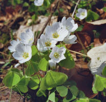 Oxalis acetosella / Wald-Sauerklee / Oxalidaceae / Sauerkleegewchse