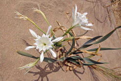 Pancratium maritimum / Strandlilie / Dnen-Trichternarzisse / Amaryllidaceae / Amaryllisgewchse