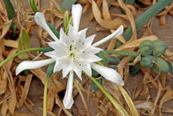 Pancratium maritimum / Strandlilie / Dnen-Trichternarzisse / Amaryllidaceae / Amaryllisgewchse