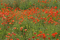 Papaver rhoeas / Klatschmohn / Papaveraceae / Mohngewchse